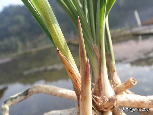 未雨绸缪五笔怎么打,缪五笔怎么打的插图1